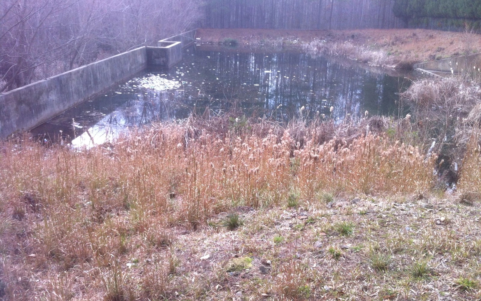 Still water sits behind a concrete retaining wall at an Alpharetta stormwater detention pond, bordered by dormant grasses and trees.